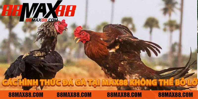 Các Hình Thức Đá Gà Tại MAX88 Không Thể Bỏ Lỡ