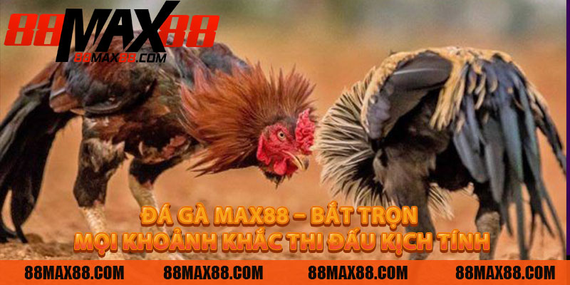 Đá Gà MAX88 – Bắt Trọn Mọi Khoảnh Khắc Thi Đấu Kịch Tính