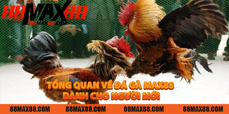 Tổng Quan Về Đá Gà MAX88 Dành Cho Người Mới