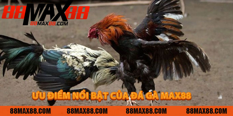 Ưu Điểm Nổi Bật Của Đá Gà MAX88